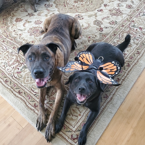 Meet your Posher, K.C - Picture 4 of 12